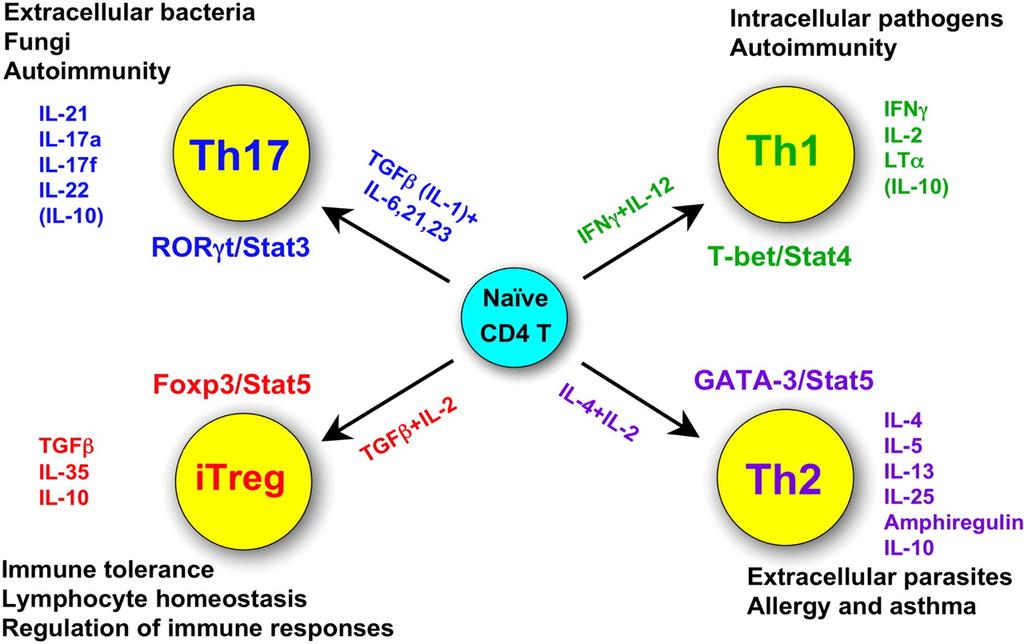 2017-04-04 T-hjälparceller, adaptiva immunsystemet CD4 T