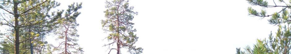 SKOGSFASTIGHET ALNÖ ANKARSVIK ANBUD Sundsvall Rökland 1:5 Obebyggt skogsski e på Alnö om totalt 8,3 ha varav ca 8 ha produk v