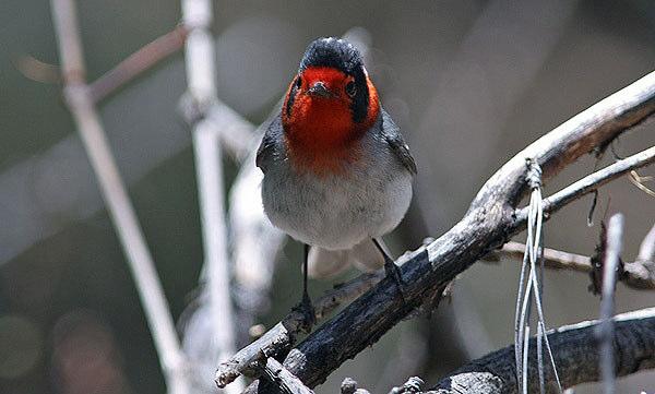 Red-faced Warbler sagolikt vacker skogssångare. Foto: Pia Öberg FÅGLAR Totalt observerades 267 arter fåglar.