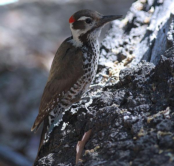 Arizona Woodpecker. Foto: Pia Öberg Northern Flicker Colaptes auratus 2 Tonto Fish Hatchery, 3 San Pedro House. Gilded Flicker Colaptes chrysoides 8 spridda obsar.