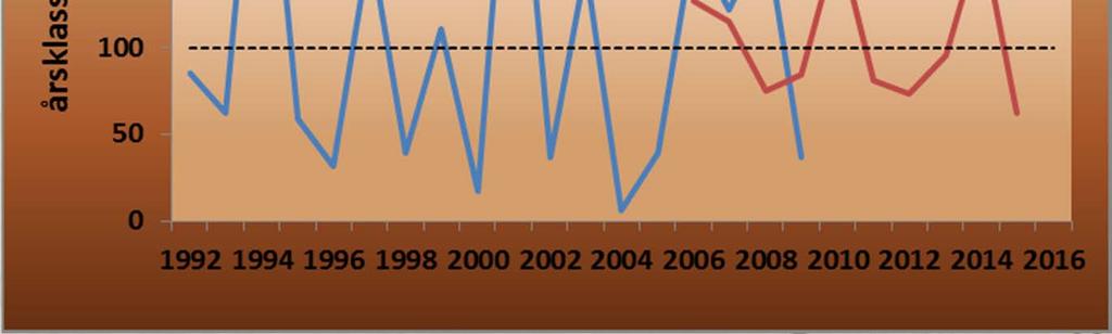 Årsklasserna 2011, 2012 och 2013 var svagare än normalt (Nordic). Årsklass förväntas 2014 bli stark och 2015 svag. Beståndet förväntas bli normalstort under åren 2017 och 2019.