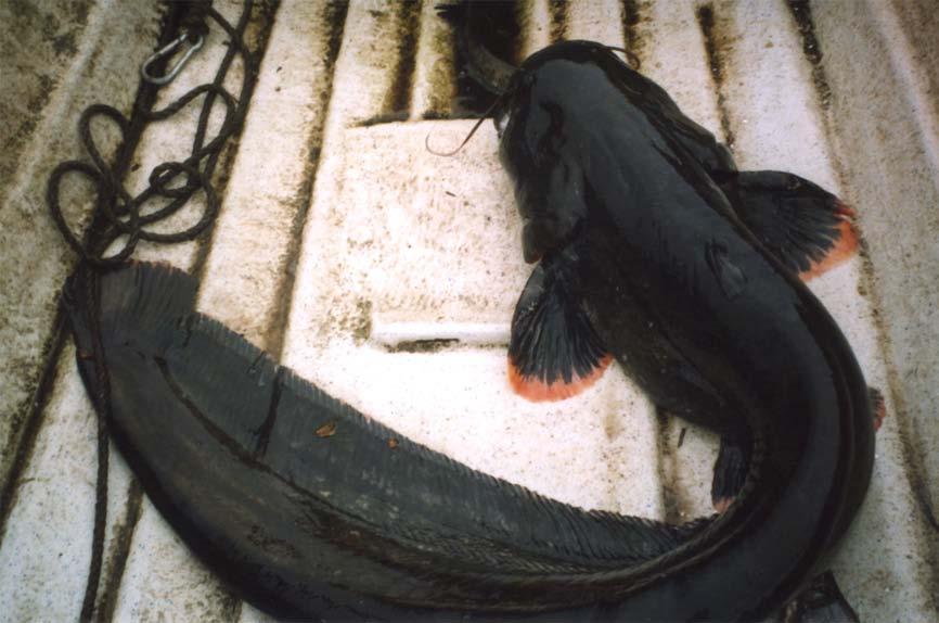 Malprovfiske i Möckeln 2006