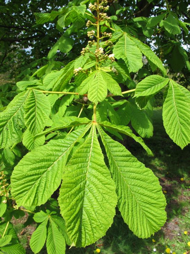 3.2 Artbeskrivning av befintliga trädarter 3.2.1 Aesculus hippocastanum (Hästkastanj) Hästkastanjen började odlas i Sverige mot slutet av 1660talet och blev snabbt ett populärt träd på grund av dess exotiska utseende (Bengtsson, 1998).