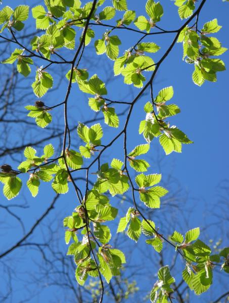 Hästkastanjens blad. och de slår snabbt ut på våren (Coombes, 2008). Bladen är mörkgröna, sammansatta och varje stort blad består av 5-7 småblad som är 12-15 cm långa (Bengtsson, 1998).