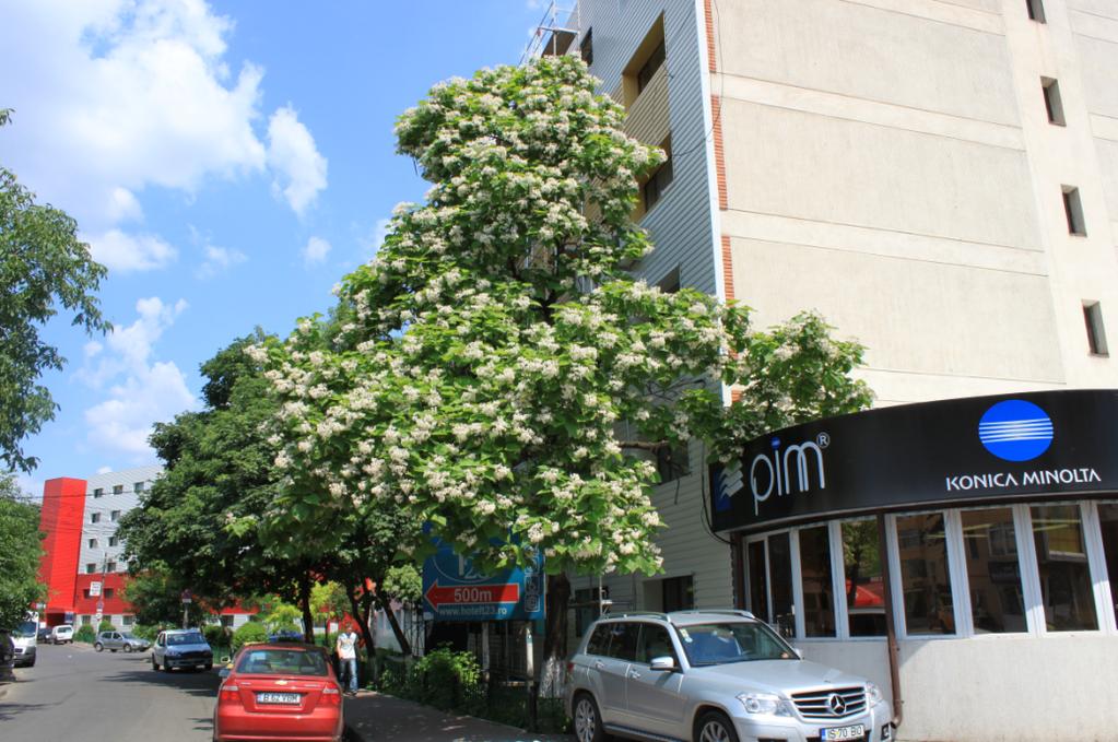 (Bengtsson, 1998). Katalpans blommor liknar i stor utsträckning hästkastanjens. De är vita och klockformade med röda och gula strimmor och de är samlade i större vippor (Bourdo, 2000).