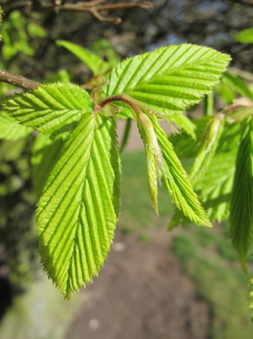 Poppelmagnolian klarar både soliga till skuggiga lägen så länge det är vindskyddat (Plantarum, 2012-04-11). Jorden bör vara fuktighetshållande, väldränerad och humusrik (Stångbykatalogen, 2009-2010).