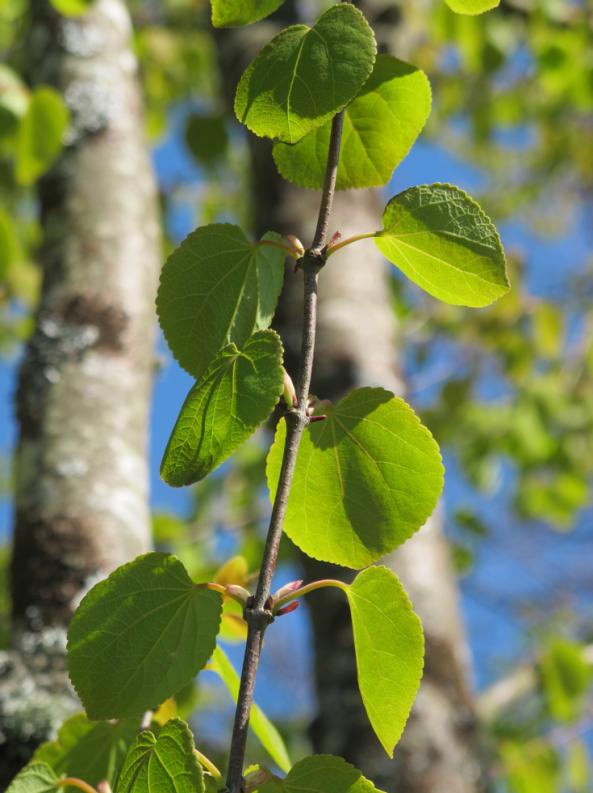 4.2.3 Cercidiphyllum japonicum (Katsura) Katsuran är ett japanskt lövträd som i Sverige kan nå en höjd på 15-20 meter (Bengtsson, 1998).