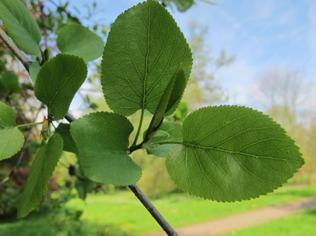 4.3.2 Gleditsia triacanthos (Korstörne) Korstörnet är vildväxande i östra Nordamerika och växer naturligt i lövblandskogar tillsammans med ask, alm, lönn och ek.