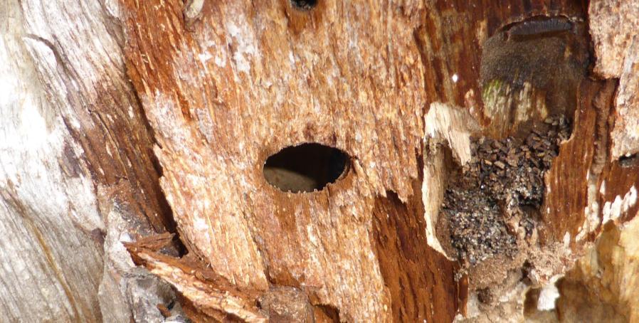 Resultat Ingen av de eftersökta åtgärdsprogramarterna noterades i inventeringen. Alla tre områdena hyser en trivial skalbaggsfauna knuten till tall.