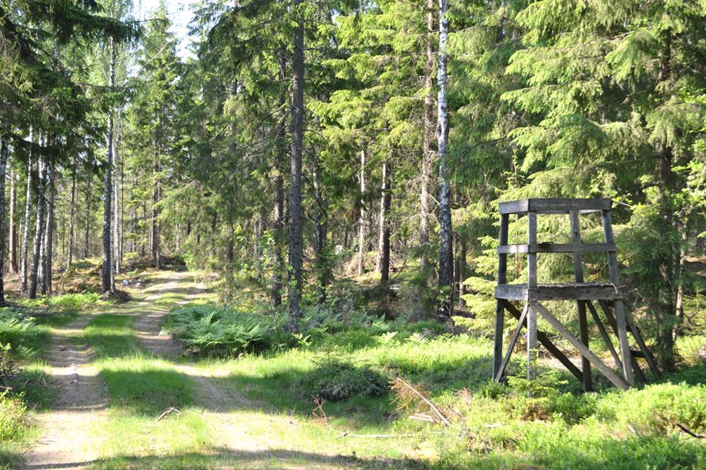 Det bedöms enligt skogsbruksplanen förnärvarande finnas mer skog i avverkningsbar ålder (huggningsklasserna S1/S2) än vad skogsvårdslagen medger avverkning för inom nuvarande brukningsenhet.