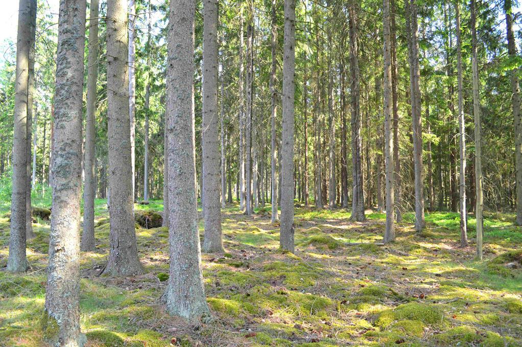 Aktuell andel kalmark och skog yngre än 20 år är enligt skogsbruksplanen förnärvarande ca 42 %. Ny ägare som kan bilda ny brukningsenhet kan eventuellt medges ytterligare avverkningsmöjligheter.