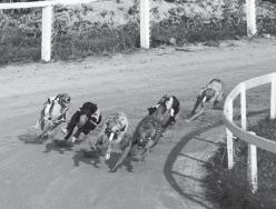 SM-final i Maglehem 1977. Segraren Stylish Tide nr 4, ligger näst sist, efter honom ligger nr 2 Rozavölgi, som slutar tvåa i loppet. Unge Stylish Tide SM-vinnare pappan Rozavölgi runner-up!