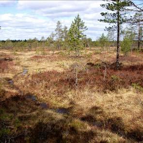 1009217 Bodmyran (X2) Kommun Nordanstig Areal land 110ha Myrregion D varav myr 63ha Totalareal 111ha Areal vatten 1ha Areal skogsmark ovan fj.gräns 0ha Areal skogsmark ned. fj.gräns 48ha varav prod.