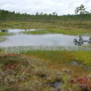 1009554 Skältjärnsmuren (X15) Kommun Ockelbo Areal land 279ha Myrregion D varav myr 211ha Totalareal 298ha Areal vatten 19ha Areal skogsmark ovan fj.gräns 0ha Areal skogsmark ned. fj.gräns 68ha varav prod.