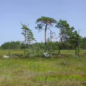 1010028 Valsmuren - Sörmurarna (ersätter X25) Kommun Gävle Areal land 302ha Myrregion D varav myr 125ha Totalareal 312ha Areal vatten 11ha Areal skogsmark ovan fj.gräns 0ha Areal skogsmark ned. fj.gräns 170ha varav prod.