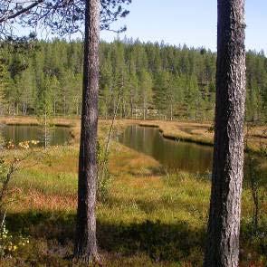 1009190 Ajtolamm (X10) Kommun Ljusdal, Orsa Areal land 48ha Myrregion G varav myr 19ha Totalareal 49ha Areal vatten 1ha Areal skogsmark ovan fj.gräns 0ha Areal skogsmark ned. fj.gräns 29ha varav prod.