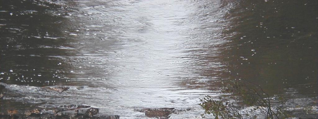 Övriga arter Lokal Elritsa Gädda Ål Flodkräfta Bergsimpa Nejonöga Abborre Mört Lake Grönling Signalkräfta Skärshultaån 2+ Fageredsån