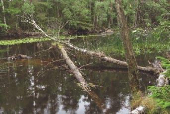 I denna broschyr kan du läsa om hur död ved skapar värdefulla miljöer för djur och växter i vattendragen, hur den påverkar vattendragen på kort och lång sikt och hur du som markägare kan hantera död