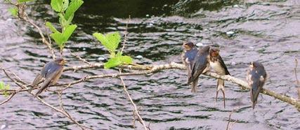 När det finns rikligt med död ved finns det också go om föda för fiskar. För fiskarnas fortplantning har också död ved stor betydelse.