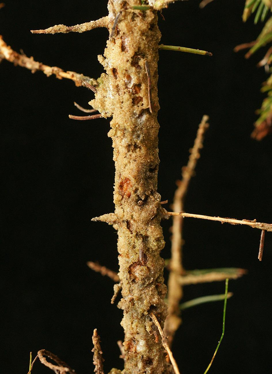 Conniflexplanta med påbörjade men misslyckade