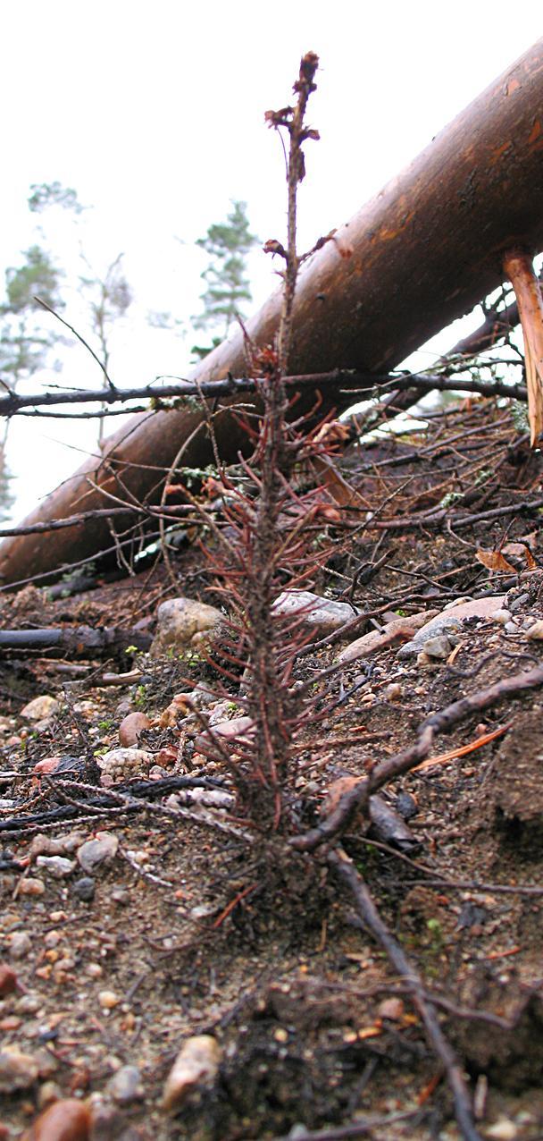 Torkskador 2009 Liksom under 2007 och 2008 dödades fler (nästan fyra gånger så många) Conniflexplantor av torka än av snytbaggeskador Torkskadornas omfattning varierade mellan de olika