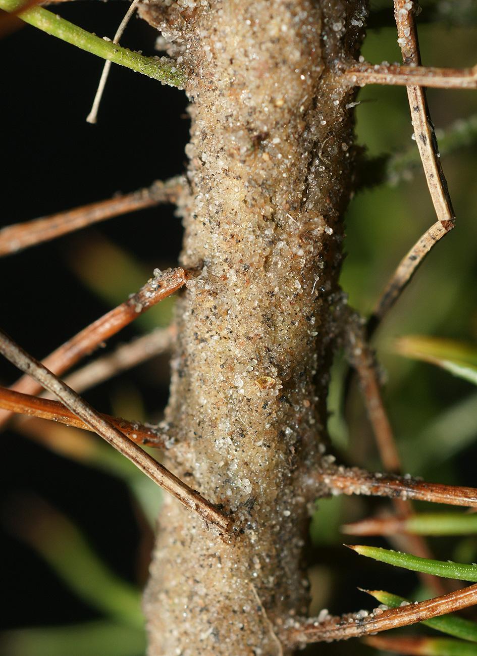 Oskadad Conniflexplanta med helt