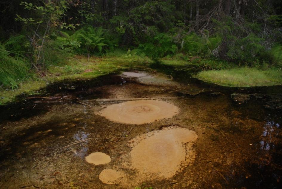 Skogslagen Skogslagen