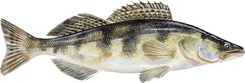 skilja de båda arterna åt, speciellt de mindre fiskarna (<100 mm). Dessutom hybridiserar de båda arterna.
