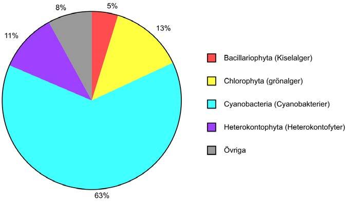 Figur 29. Växtplanktonbiomassans fördelning (%) på olika grupper i Syningen under augusti 2015. Fisk Nätens placering vid provfisket i Syningen 2015 visas i bilaga 1.