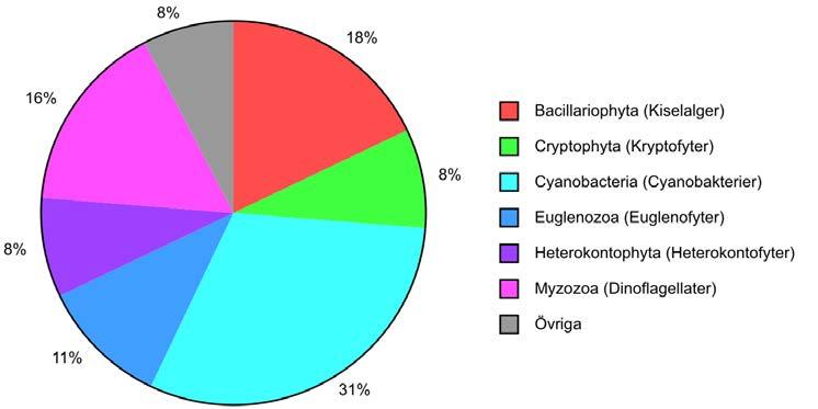 Växtplankton Växtplanktonprov togs i Lommaren i augusti. Klorofyllhalten uppmättes till hela 37 µg/l och den totala biomassan uppgick till 12,4 mg/l.