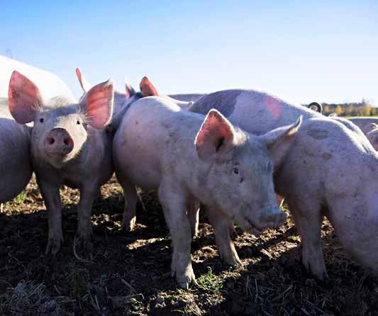 Hållbarhet: sortiment Hållbarhet: sortiment MER EKO? JA 74% Coops medlemspanel vill att en större andel av deras matinköp ska vara ekologiska eller KRAV-märkta.
