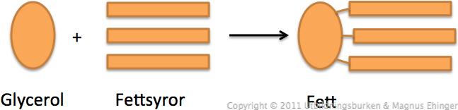 Fett, triglycerid (en ester
