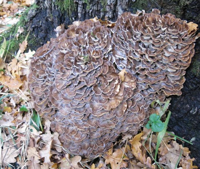 hög trädålder, jämn luftfuktighet eller lång skogskontinuitet. Områden där flera signalarter lever är alltså miljöer med höga naturvärden och bör bevaras.