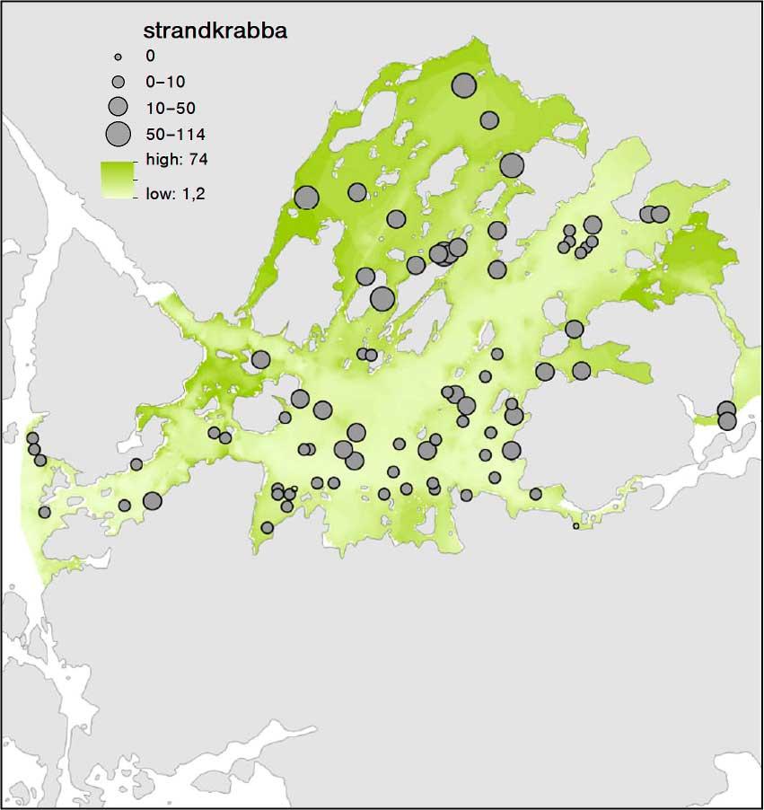 Aqua reports 213:12 3.5.8 Strandkrabba För strandkrabba var det variablerna djup, småbåtshamnar och bottenkurvatur som hade en signifikant påverkan på modellen.