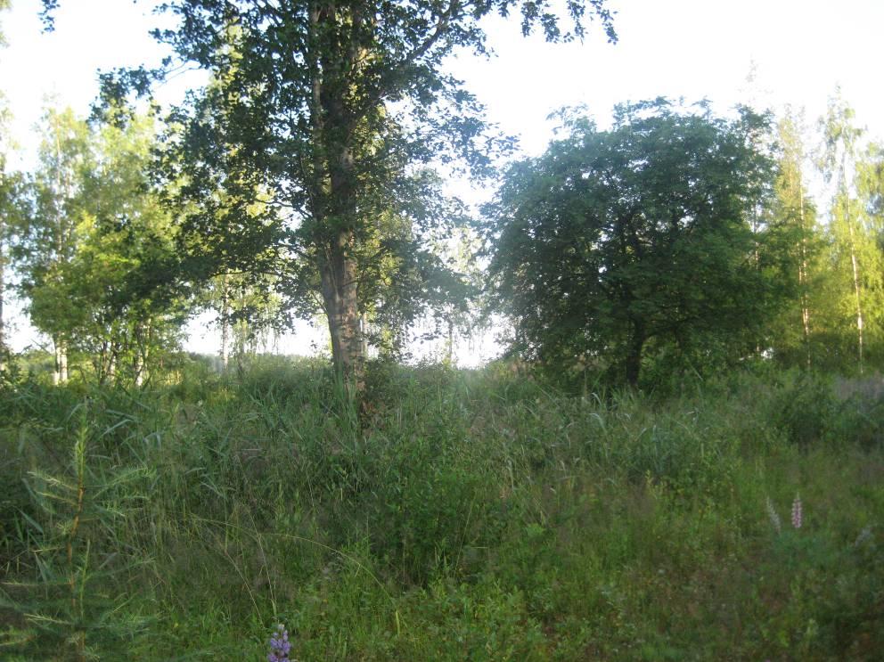 NATURINVENTERING AV DETALJPLANEOMRÅDET FÖR ALHEDA I JAKOBSTAD ALHEDAN PIENVENESATAMAN ASEMAKAAVA-ALUEEN LUONTOSELVITYS BILAGA LIITE Naturinventering