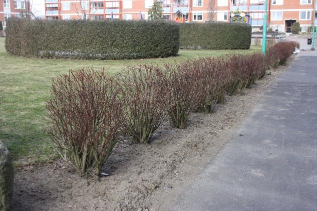 Utökad blomning På bostadsgården kan det även sparas pengar genom att helt enkelt förändra skötseln, till exempel att låta en plantering med formklippta buskar bli friväxande istället för att beskära