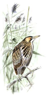 Ortolansparv (Emberiza hortulana) Ortolansparven är i Mälardalen en häckande sommargäst som sporadiskt förekommer i öppen terräng, vanligen i ett mosaikartat jordbrukslandskap.