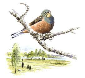 Rördrom (Botaurus stellaris) Rördromens typiska revirläte kan höras under våren från Mälarens vassområden.