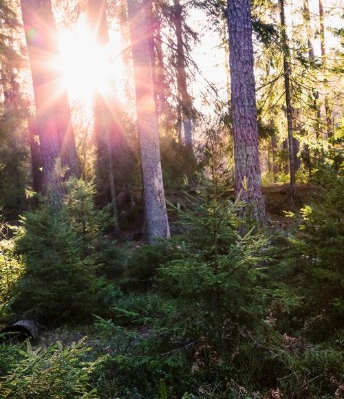 Välkommen till Sollentuna I våra bostäder i Brf Skimret bor du med bara m till pendeltåg och shopping i Sollentuna Centrum och med bara meter till Stinsen, samtidigt som du har Järvafältets natur