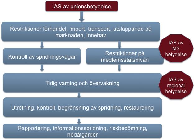 Figur 5. EU-förordningen om IAS innebär att medlemsstaterna strängt ska reglera närvaro och användning av invasiva främmande arter av unionsbetydelse.