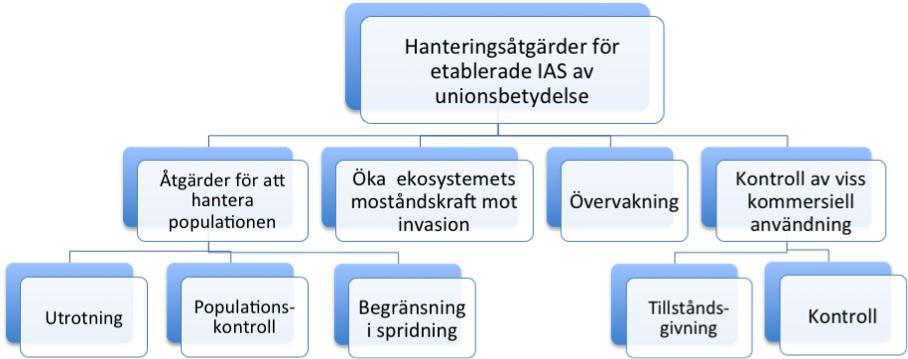 derna ska även innefatta åtgärder för att återställa skadade ekosystem. I planerna ska ingå åtgärder för att följa upp tillstånd som har beviljats för användning av en IAS av unionsbetydelse.