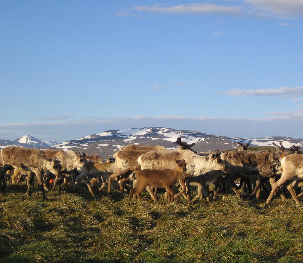 Gemensam arbetsmarknad Biegganjunázat Syftet med projektet är att erbjuda Sápmi gränsöverskridande undervisning i form av undervisningsmoduler för studerande av rennäring till unga samiska renskötare