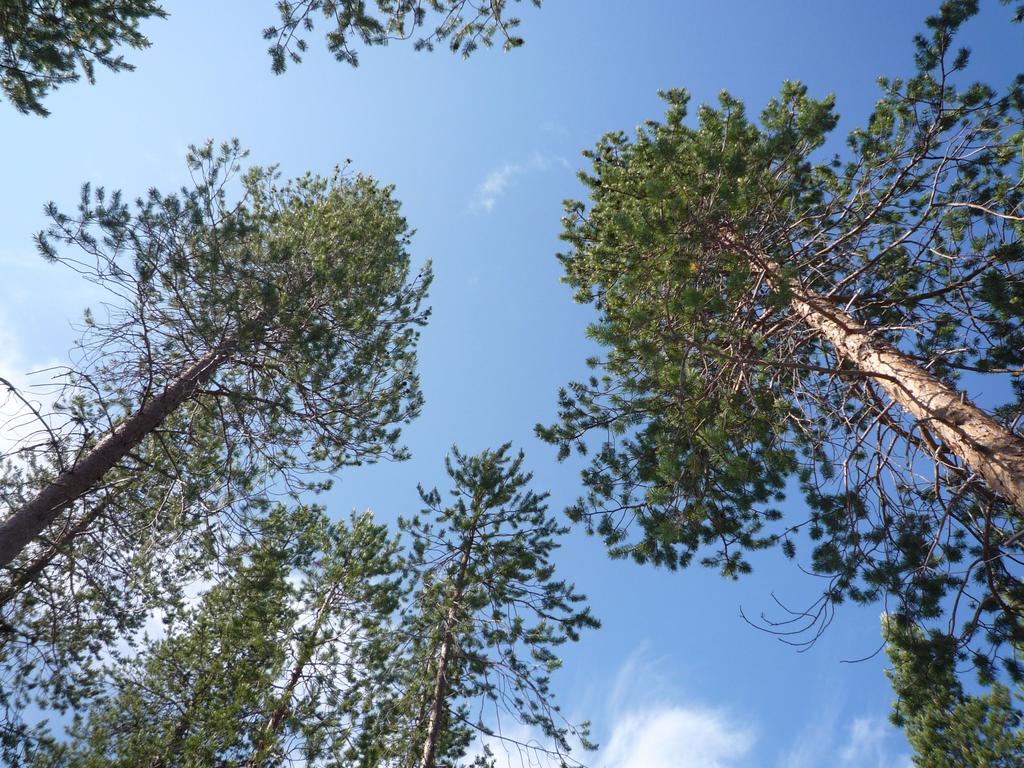 Skogsfastighet i Skellefteå
