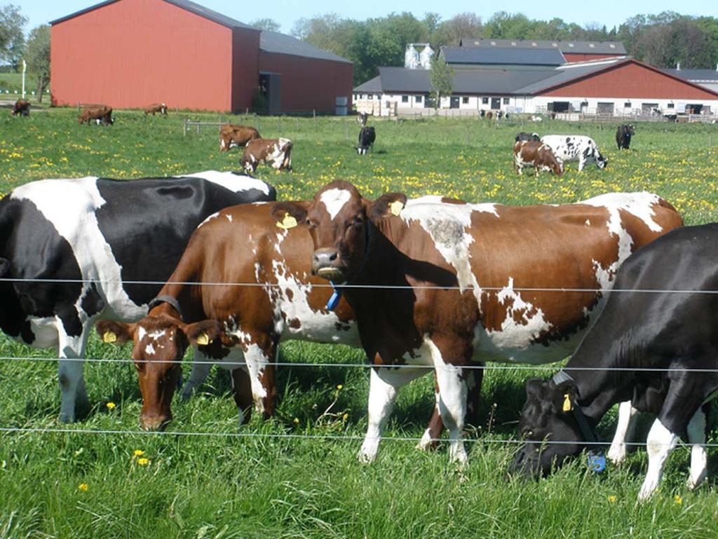 Utnyttja vallensilagets protein till mjölkkorna med hjälp av tillsatsmedel Elisabet Nadeau Inst.