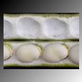 Favabohnen, Dicke Bohnen, Saubohnnen, Grekiska: Koukia, Italienska: Fava, Malay: