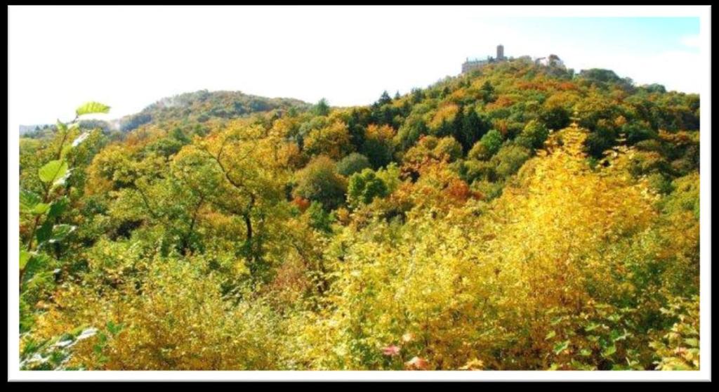 På tisdagen stannar vi i Eisenach, det finns möjlighet till vandring i den höstvackra bokskogen, till upptäckter i den fina staden och till vila.