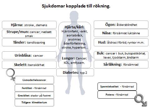 3(23) 1 Bakgrund Tobaksrökningens starkt negativa effekter på individens hälsa och därmed på samhällets kostnader för sjukvård är väl kända men trots detta är tobaksbruket utbrett och insatserna från