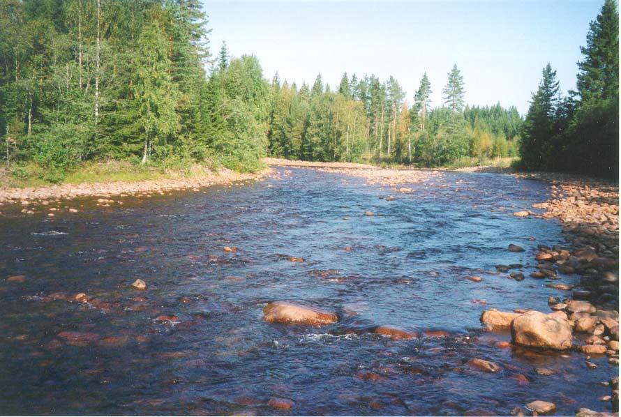 frekvensen av årsyngel indikera att öring stigit från Unnån hösten 2004 och nyttjat den fina biotopen för lek.