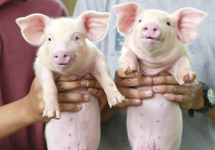Gris Smågrisen i fokus SMÅGRISEN I FOKUS Piglet Saver Smågrisdödligheten är som störst tre till fyra dygn efter födseln. Merparten av de grisar som dör gör det av energibrist.
