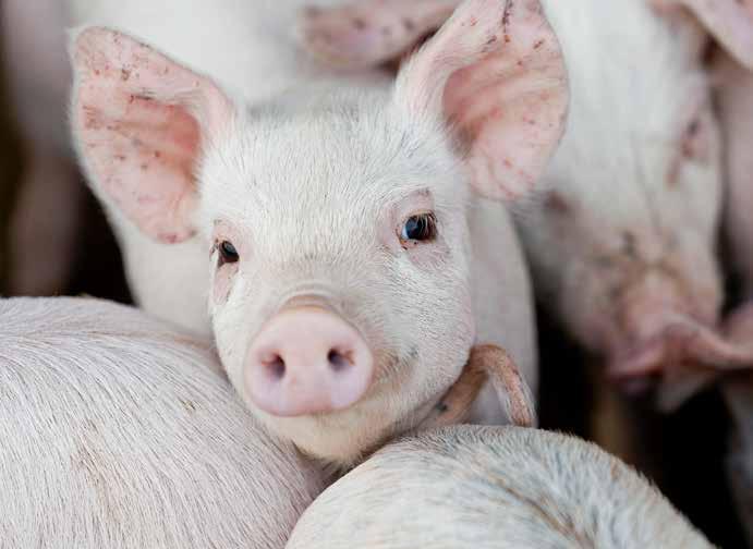SMÅGRISEN I FOKUS Gris Smågrisfoder AMINOBalans FÖR EN EFFEKTIVARE GRISPRODUKTION Alla våra smågrisfoder har ett noga utvalt innehåll av råvaror, allt för att få bästa möjliga smaklighet och hög